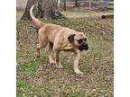 Adopt AL - Scooby/Mobile a Bullmastiff