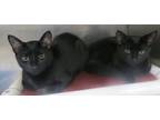 Adopt SPENCER & OLIVER a Domestic Short Hair