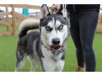 Adopt Stone a Husky