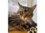 Adopt Soup (bonded with Stew) a Domestic Short Hair