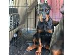 Doberman male blue