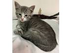 Adopt Disney a Domestic Medium Hair