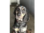 Adopt Boon a Black and Tan Coonhound