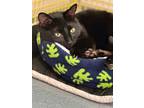 Adopt Sanderson a Domestic Short Hair