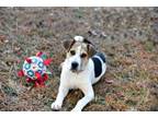 Adopt TEDDY - sweet as can be! a Beagle, Hound