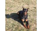 Doberman Pinscher Puppy for sale in Bristol, IN, USA