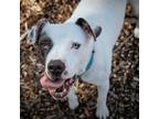 Adopt Levi a Mixed Breed