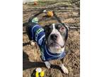 Adopt Hugo a Pit Bull Terrier