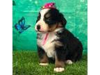 Bernese Mountain Dog Puppy for sale in Owenton, KY, USA