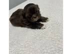 Shih Tzu Puppy for sale in Guntown, MS, USA