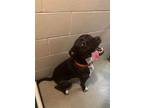 Adopt Fish a American Staffordshire Terrier
