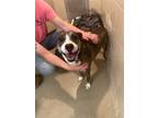 Adopt Brody a Pit Bull Terrier, Mixed Breed