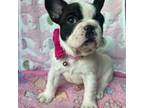 French Bulldog Puppy for sale in Falling Waters, WV, USA