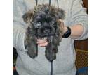 Cairn Terrier Puppy for sale in Windham, NH, USA