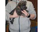 Cairn Terrier Puppy for sale in Windham, NH, USA