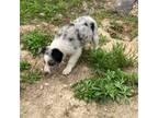 Border Collie Puppy for sale in New Castle, KY, USA