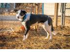 Adopt Tango a Border Collie