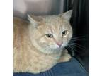 Adopt BB a Domestic Short Hair