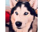 Adopt 6565 Spirit a Husky