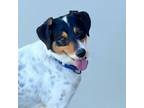 Adopt Porter a Jack Russell Terrier, Spaniel