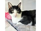 Adopt Tator Tot a American Shorthair