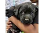 Adopt Catch-031601S a Black Labrador Retriever