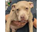 Adopt Hermes a American Staffordshire Terrier