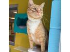 Adopt Calvin a Domestic Short Hair