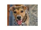 Adopt Squish a Shepherd, Labrador Retriever