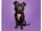 Adopt Marty a Mixed Breed