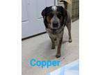 Adopt Copper a Beagle