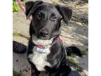 Adopt Kodiak a Labrador Retriever