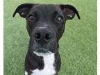 Adopt MATTEO a American Staffordshire Terrier, Mixed Breed
