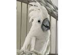 Adopt Charlie a Cockatoo