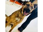 Adopt Draco a German Shepherd Dog, Pit Bull Terrier