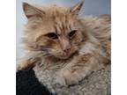 Adopt Carl a Domestic Long Hair