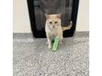 Adopt NIM a Domestic Short Hair