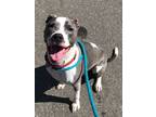 Adopt Charlie - Super dog!! a American Staffordshire Terrier, Hound