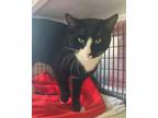 Adopt Anthony a Domestic Short Hair