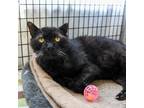 Adopt Marshall a Domestic Short Hair