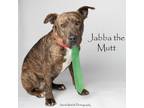 Adopt Jabba the Mutt a Pit Bull Terrier, Mixed Breed