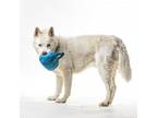 Adopt Hashiko a Husky