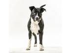 Adopt Shamrock a Pit Bull Terrier