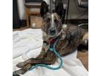 Adopt Chevy a Australian Kelpie, Cattle Dog