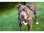 Adopt Cloudy Rainbow a Mixed Breed