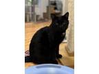 Adopt Starsky a Domestic Short Hair