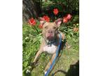 Adopt Brownie a Pit Bull Terrier