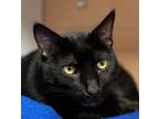 Adopt Bart a Domestic Short Hair