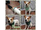 Adopt Pippin a Cattle Dog