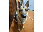 Adopt Briggs a German Shepherd Dog